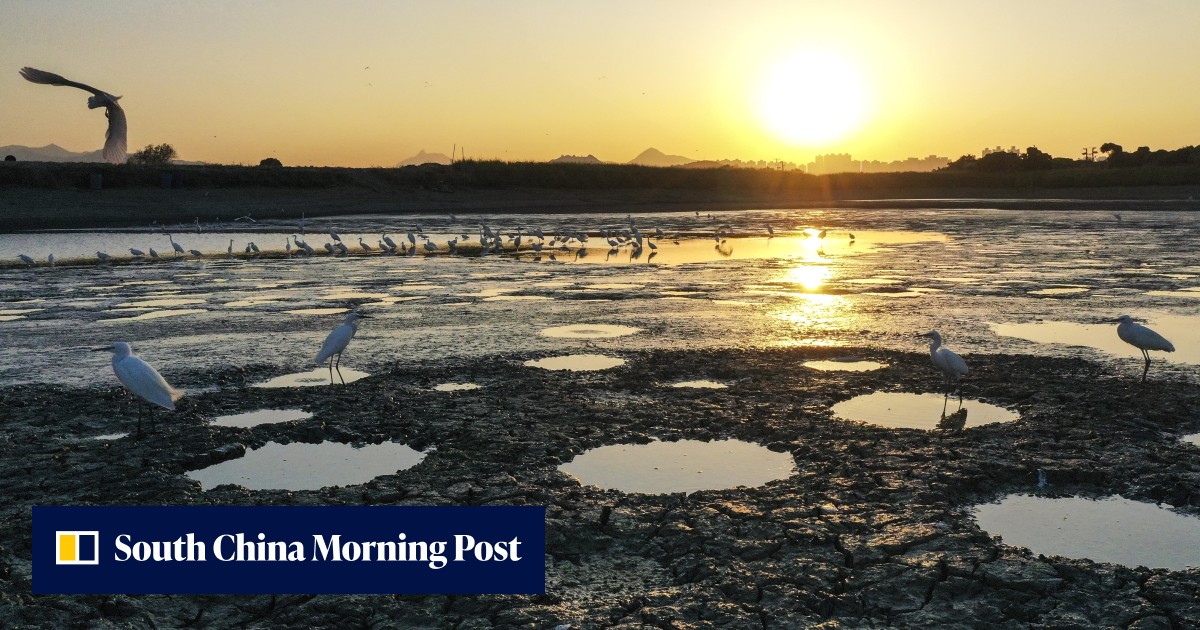 Sun Hung Kai and think tank call for the increase of plot ratio in wetland buffer to increase land supply for affordable homes - Vimarsana News