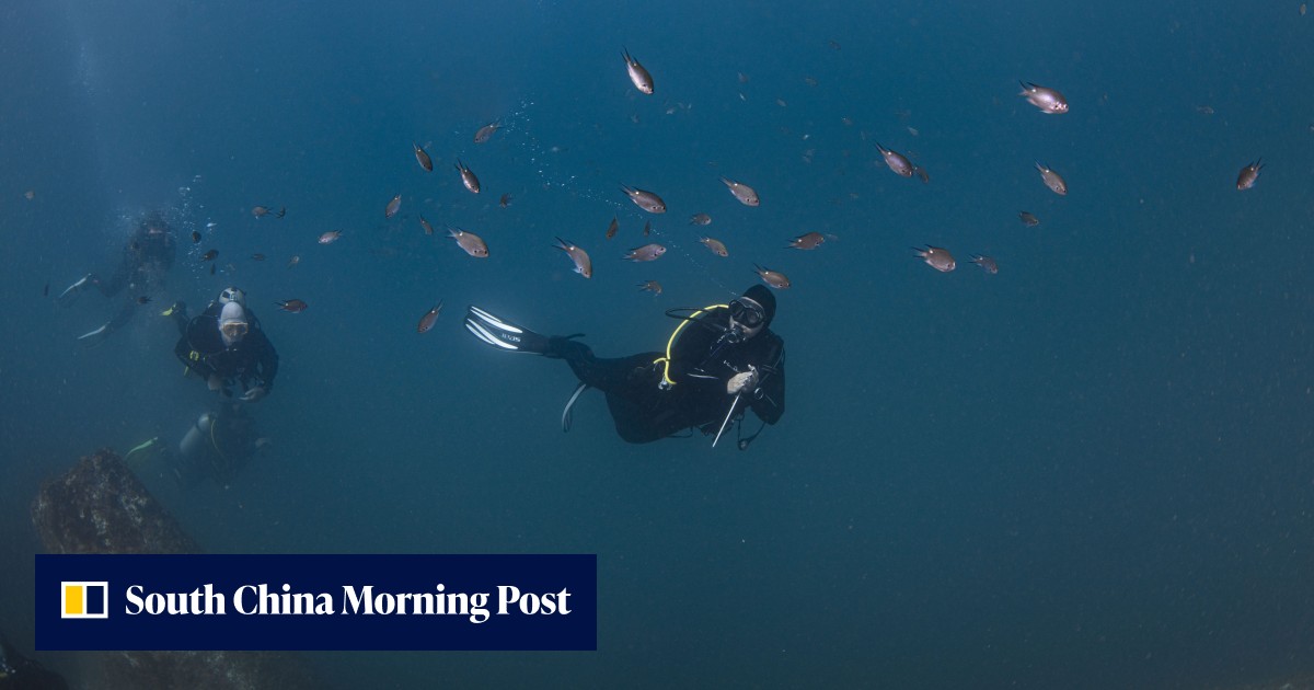 Hong Kong dive sites clean-up, fish and coral counting and campfire conservation classes – scuba divers of all levels welcome - Vimarsana News