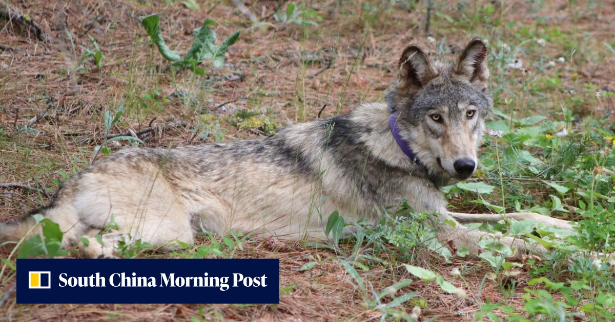 A rare gray wolf made an epic 1,500km trek across the US. Then a vehicle hit him - Vimarsana News