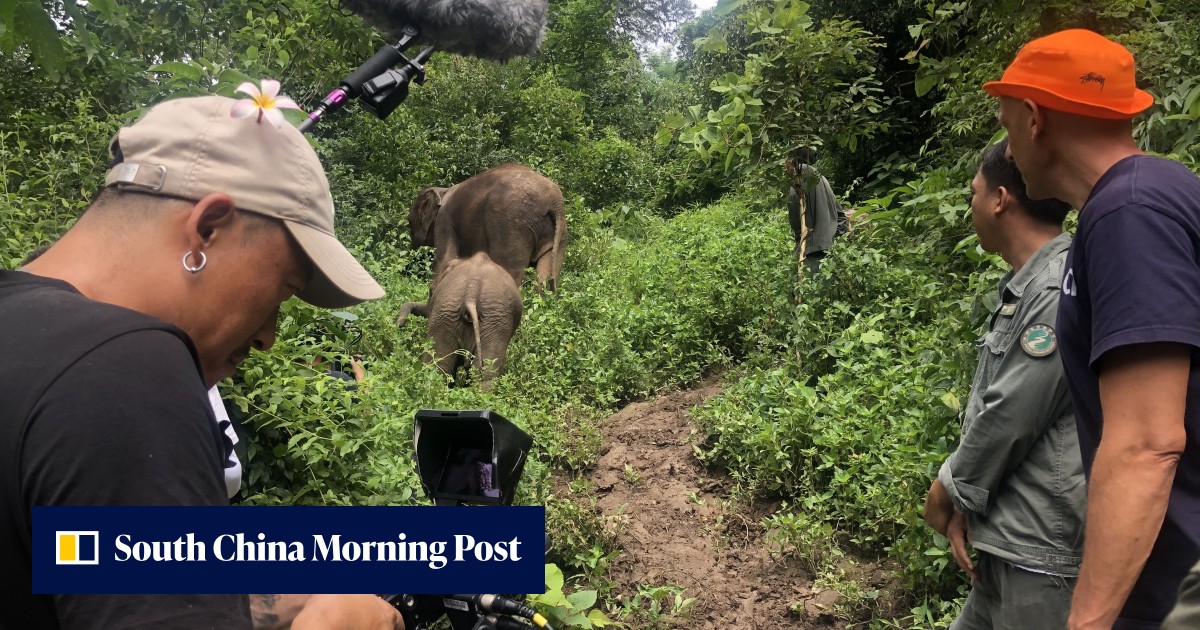 A documentary-film presenter's adventures in China, from getting stung by a hornet to being kicked by an elephant - Vimarsana News