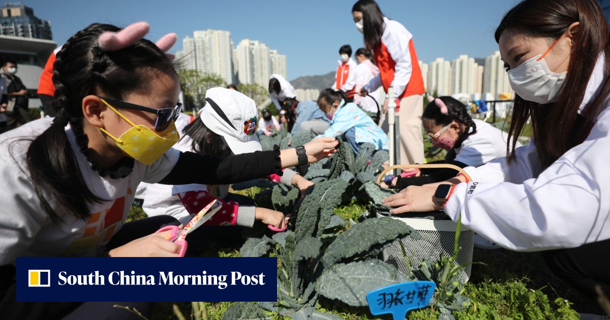 Operation Santa Claus: Hong Kong children try their hand at harvesting vegetables at Sino Group's rooftop farm - Vimarsana News