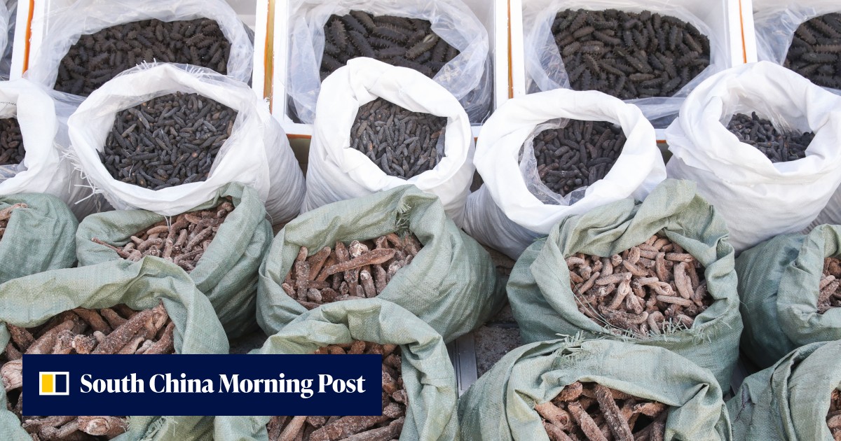 Hong Kong customs officers seize HK$17 million worth of contraband sea cucumber - Vimarsana News
