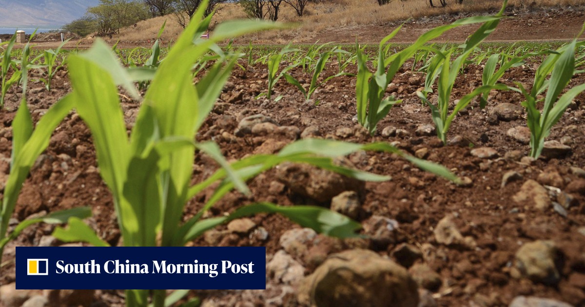 Chinese man pleads guilty to stealing Monsanto trade secret in the US - Vimarsana News