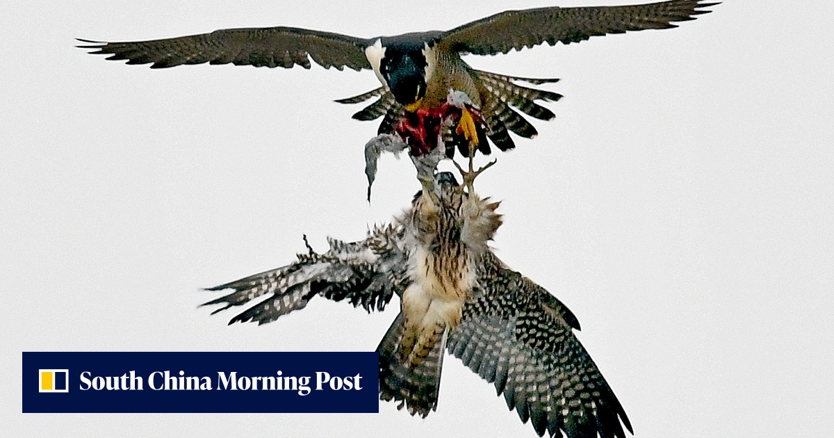 Why humans need to rediscover a sense of wonder at nature and its diversity before we destroy it all – and where to find inspiration - Vimarsana News