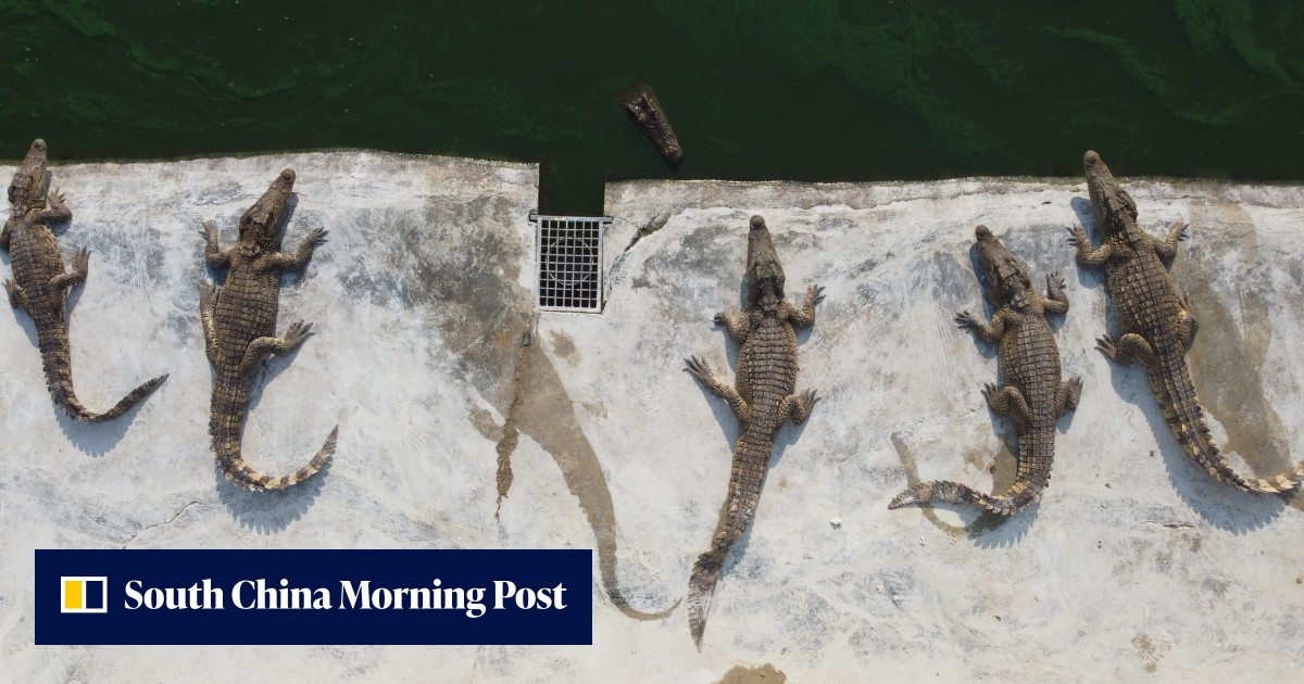 Thais snap up crocodile meat as pork prices surge | South China Morning Post - Vimarsana News