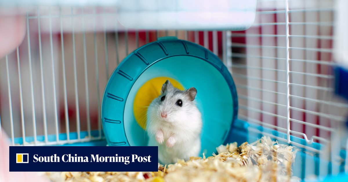 Quarantine or cull? Let hamsters live, say vets citing Hong Kong study that finds they stop shedding virus after 6 days - Vimarsana News