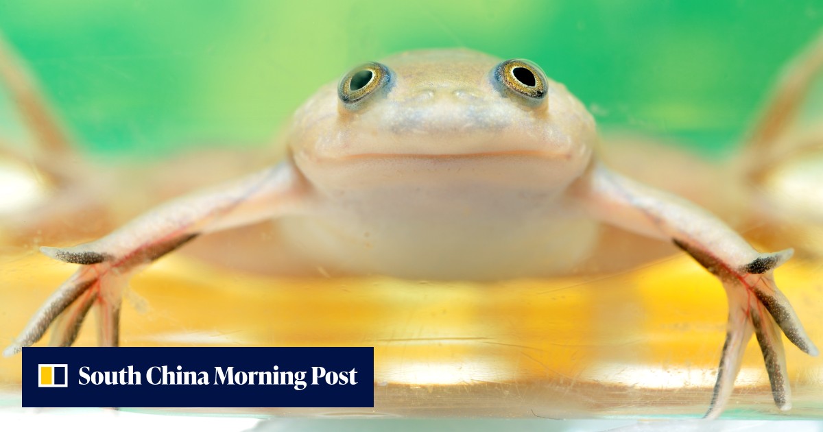 Scientists are now able to regrow frog legs. Will it pave the way for human regeneration? - Vimarsana News