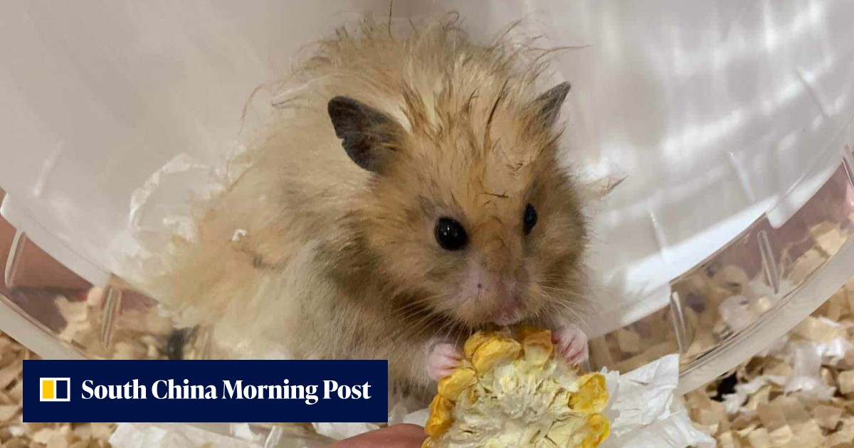 Coronavirus: Hong Kong hamster owners dump pets as health authorities proceed with cull over fears of animal-to-human transmission - Vimarsana News