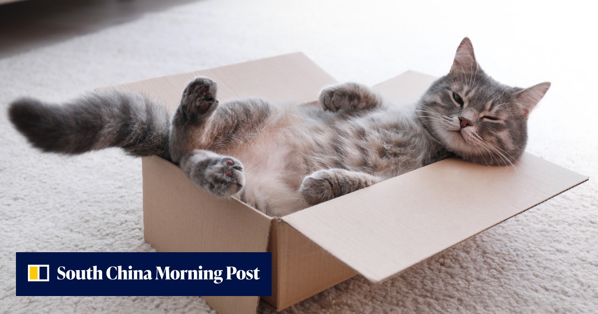 China's pet economy booms as more millennials delay marriage and kids for fur babies - Vimarsana News