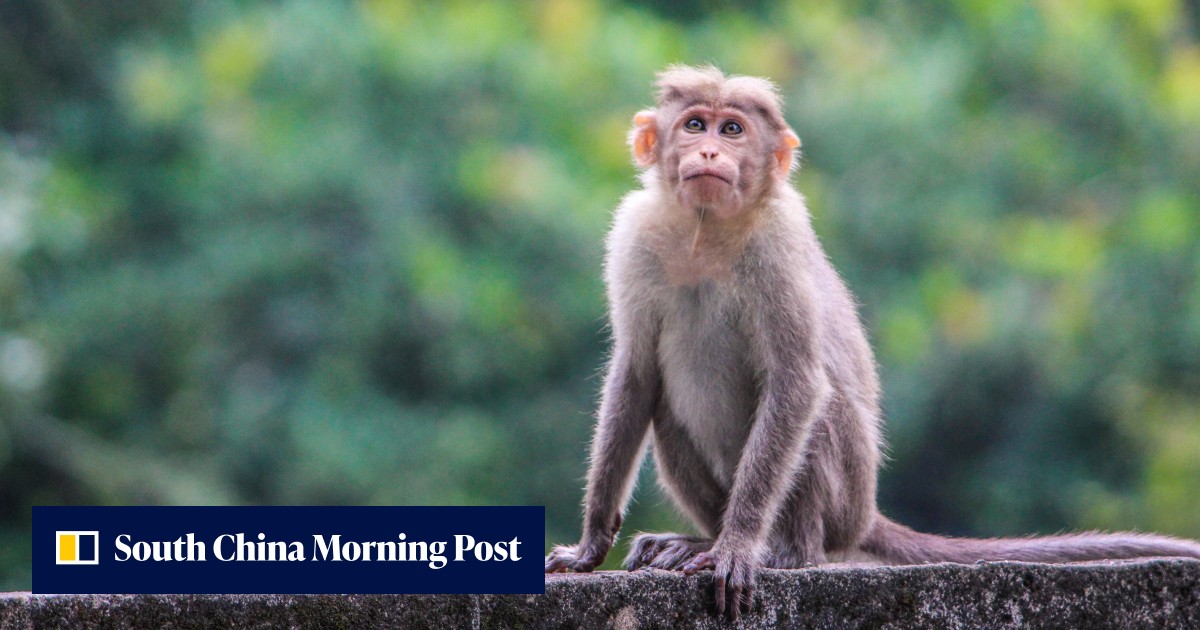 Chinese brain study finds monkeys convert time to space to memorise a sequence of events: paper - Vimarsana News