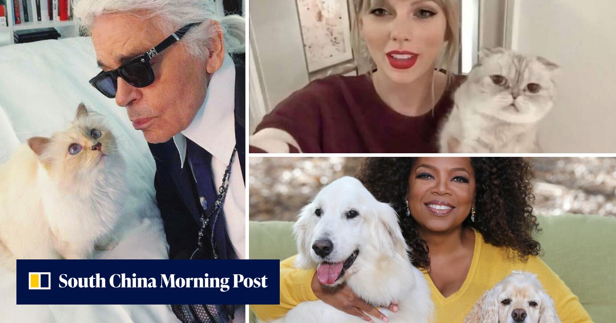 The 8 richest pets in the world: meet Taylor Swift and Oprah's celebrity dogs and cats … and Gunther VI, a German shepherd worth US$500 million who lives in Madonna's old home - Vimarsana News