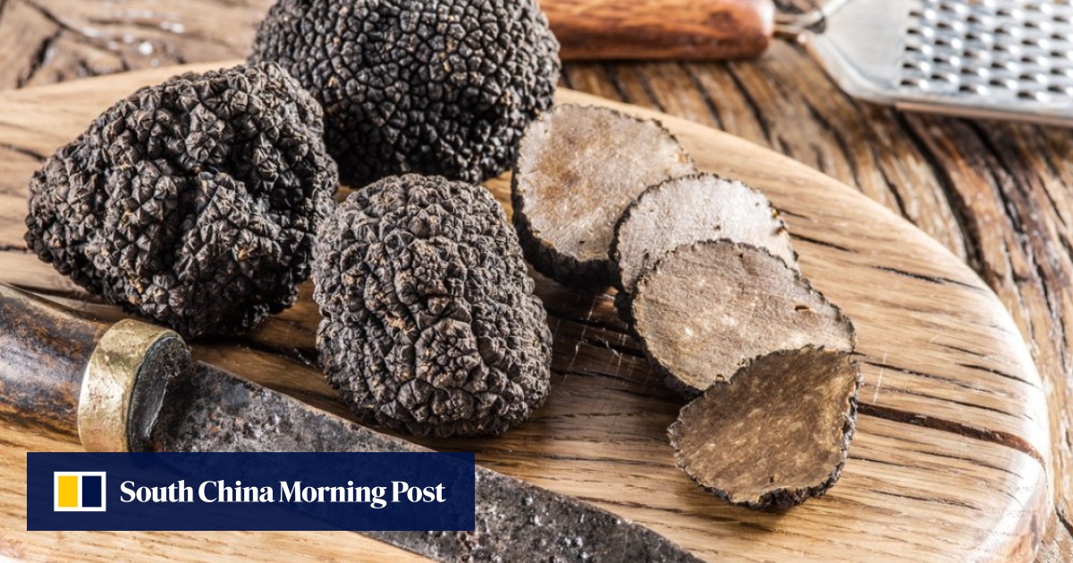 Easy Black Truffle Recipes Delicious Dishes for Any Occasion