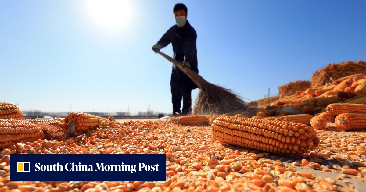 China food security: farmers in Jilin leave fields fallow as lockdown threatens corn supply - Vimarsana News