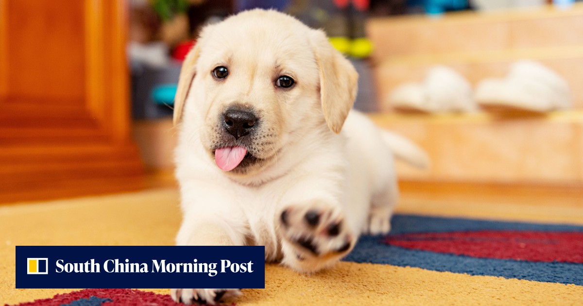 The dog breed personality myth is fake, study reveals – popular stereotypes about man's best friend aren't supported by science, experts say - Vimarsana News