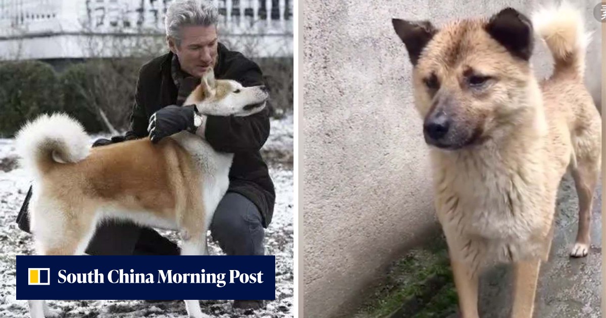 Imitating a Richard Gere film, dog escapes city and travels 40km home to live the life he had before his owner died - Vimarsana News