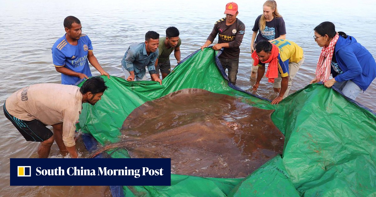 Cambodian fishermen hook enormous, endangered freshwater stingray - Vimarsana News