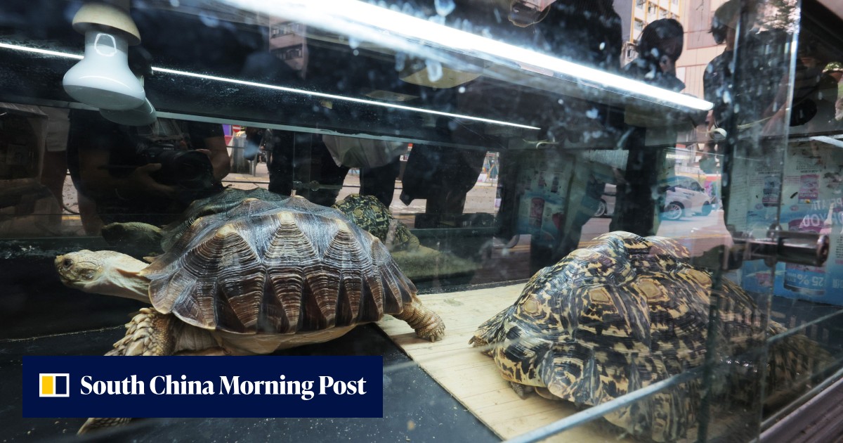 Hong Kong 'complicit' in growing exotic pet trade with about 13,400 animals imported into city daily, environmental group warns - Vimarsana News