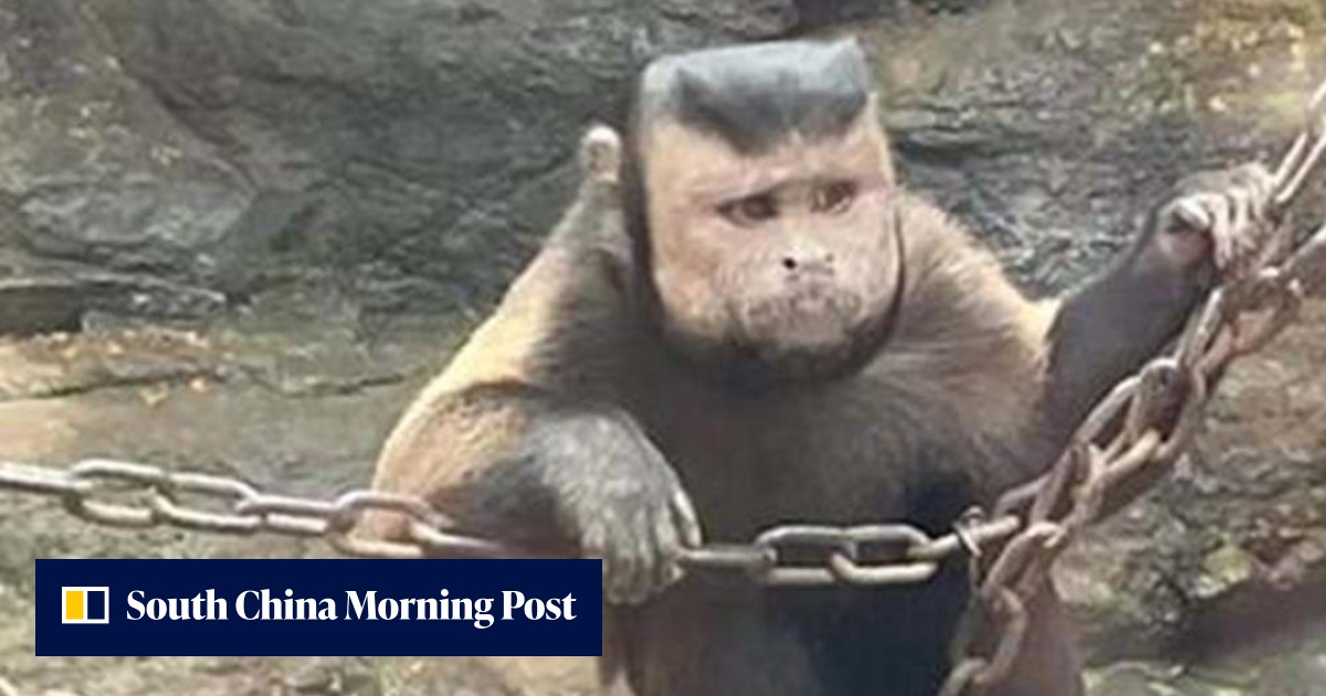 Quirky China: square-faced monkey resembles humans, cute puppies stolen and returned and a daily queue of people stealing toilet paper - Vimarsana News