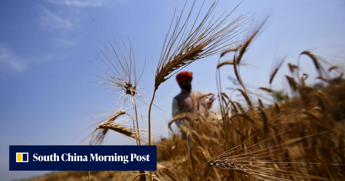 India's export ban makes wheat cheap – hurting farmers already reeling from extreme heat - Vimarsana News