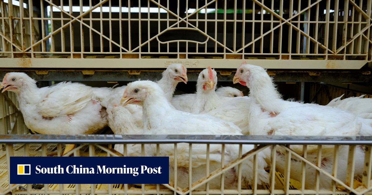 Malaysia's chicken export ban: will PM Ismail Sabri's latest move really lower domestic poultry prices? - Vimarsana News