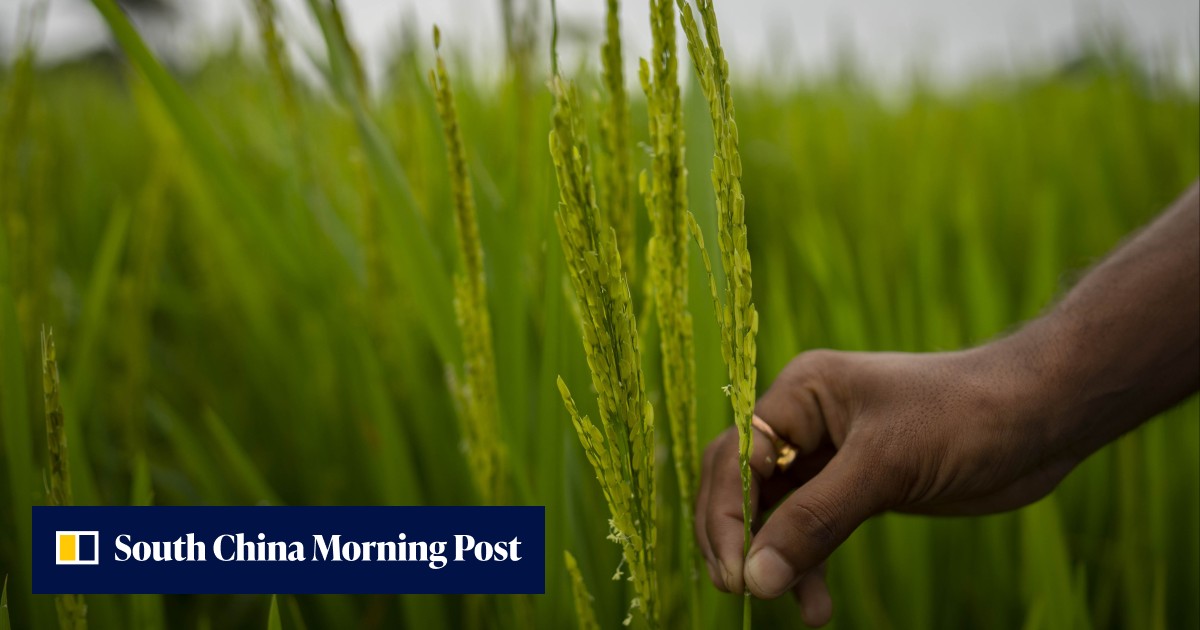 Rice, rice, maybe: India has already restricted exports of wheat and sugar, and analysts worry the staple food could be next - Vimarsana News