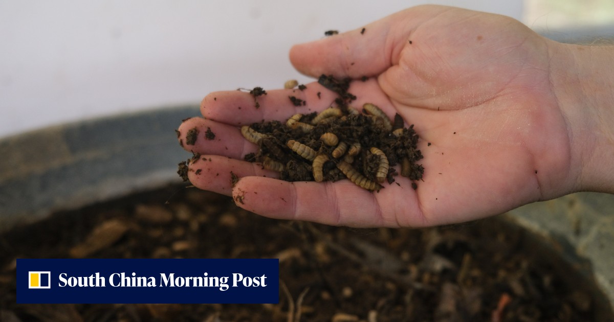 Muck not yuck: Fly larvae could be solution to the Philippines' landfill, food waste woes - Vimarsana News