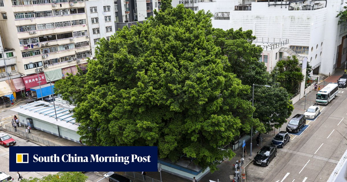 Hong Kong conservationists call for protection of old Chinese banyan tree, historical dispensary in Kowloon City - Vimarsana News