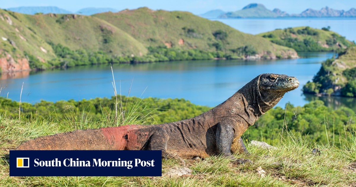 Indonesia's Komodo dragons are endangered. But are tourists willing to pay US$250, instead of $10, to see them? - Vimarsana News