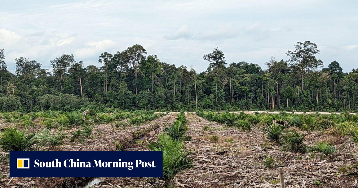 Malaysia's Johor royals linked to forests felled for oil palm plantations without full approval - Vimarsana News