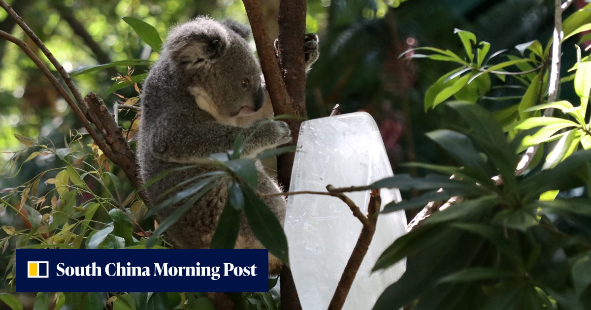 Australia should work with China and others to save the koala and preserve biodiversity - Vimarsana News