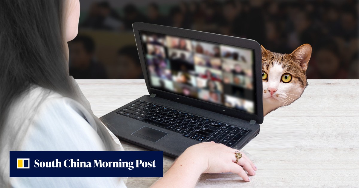 Chinese cat has its day in court: teacher fired for kitty's on-camera cameo in online class wins unfair dismissal case - Vimarsana News