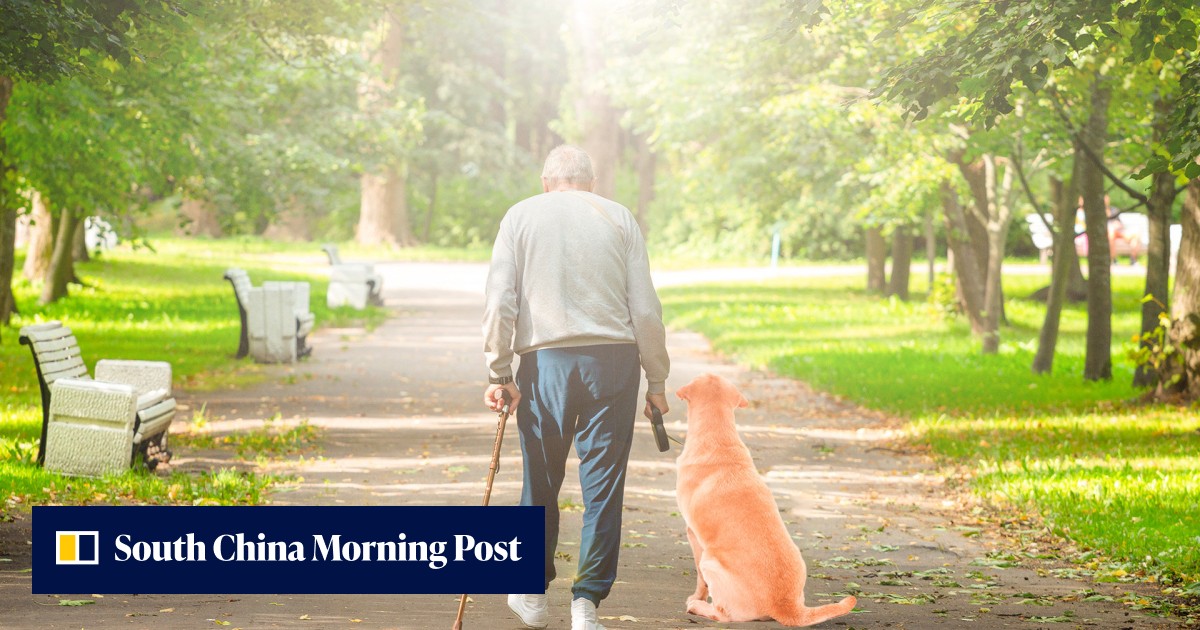 'They are reunited in Heaven': dog dies after going on two-day hunger strike following owner's death - Vimarsana News