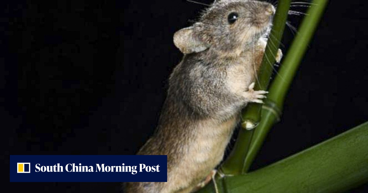 A mouse that roars: Chinese scientists create the first mammal with fully reprogrammed genes - Vimarsana News