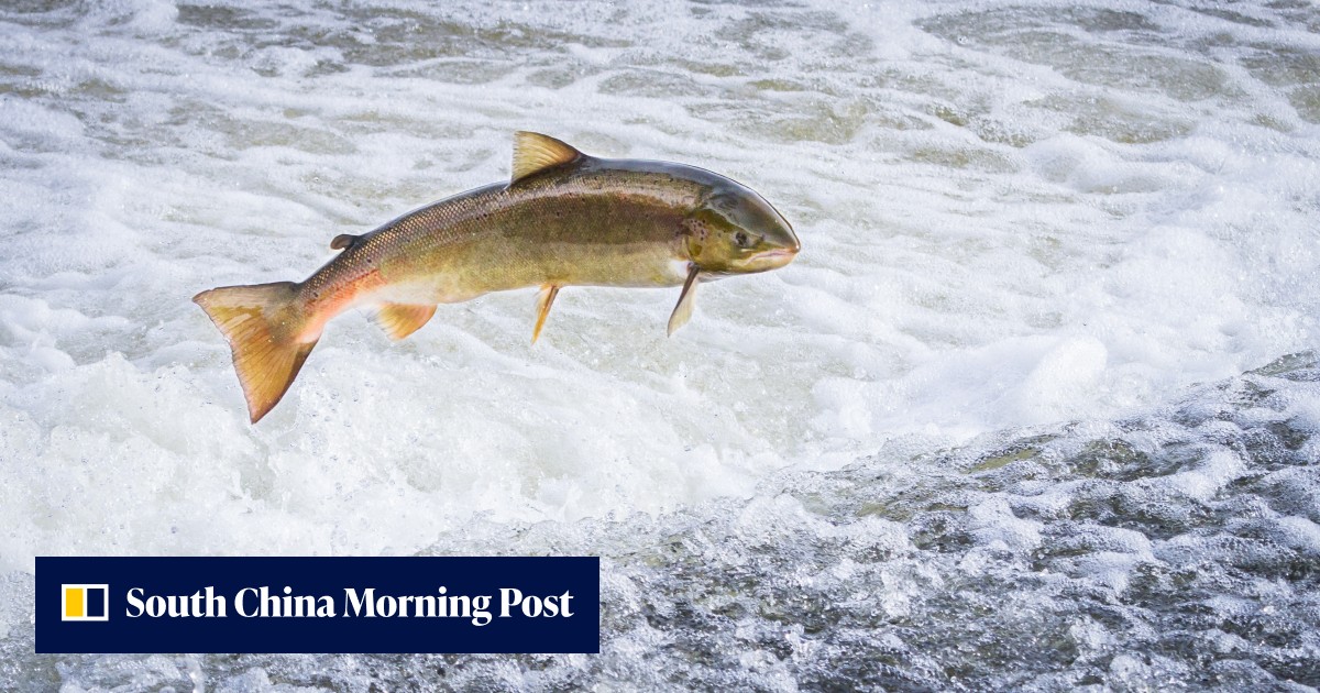Salmon sperm in your skincare? The latest K-beauty trend, seen on Doja Cat's Vegas video, explained - Vimarsana News