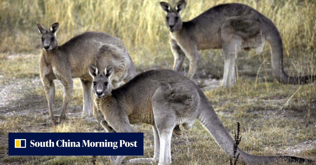 Kangaroo kills 77-year-old Australian man in first fatal attack for 86 years - Vimarsana News