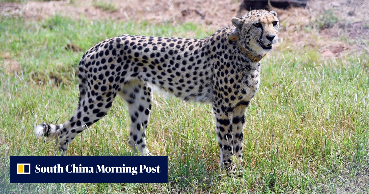 Cheetahs return to India after becoming extinct in 1952 - Vimarsana News