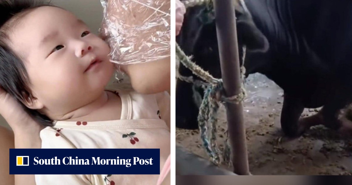 Love, courage in China: dad wraps head with cling film to kiss his baby, kneeling cow spared from slaughter, boy stops speeding scooter - Vimarsana News
