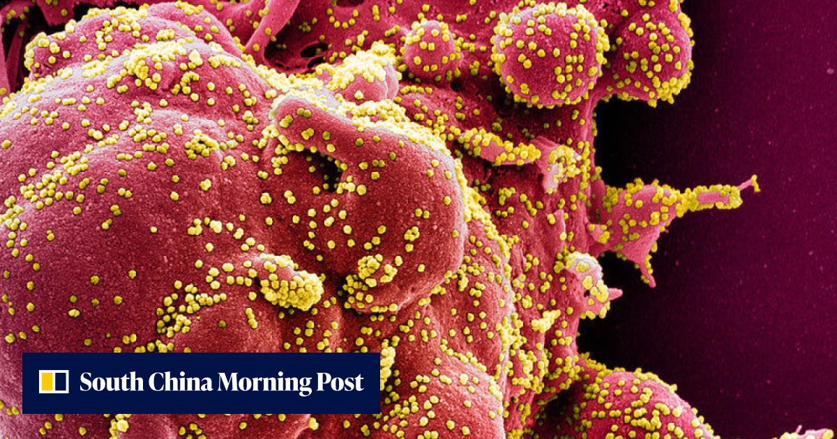 BA.2.75.2: the new Omicron strain showing a worrying ability to evade immunity - Vimarsana News