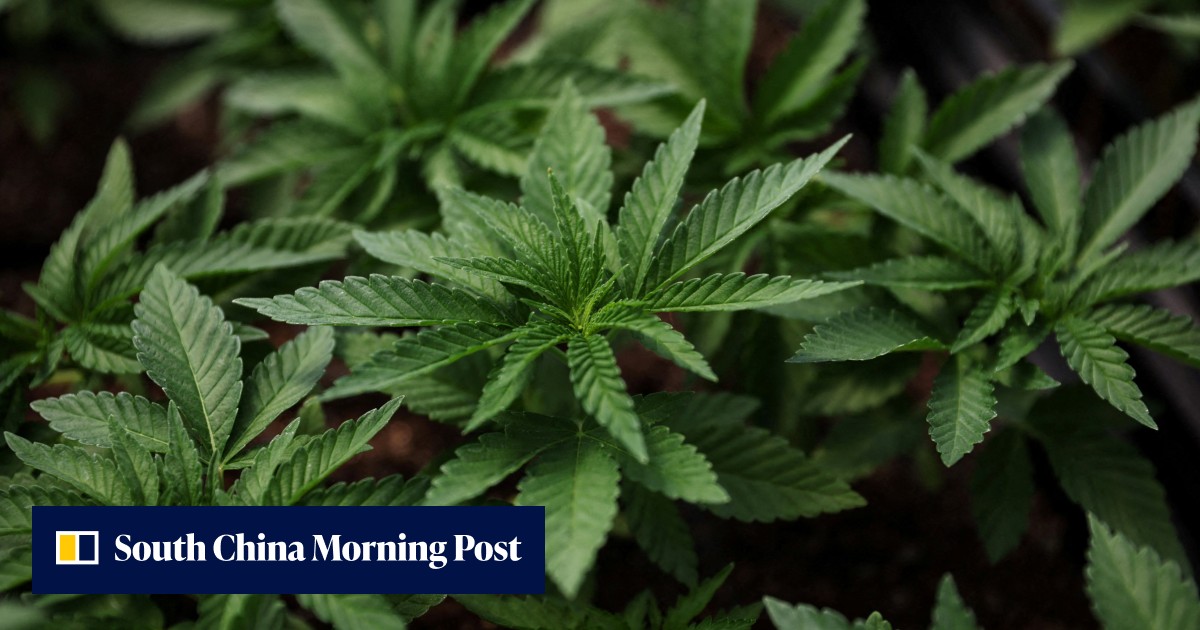Joe Biden pardons thousands in US for 'simple possession' of marijuana - Vimarsana News