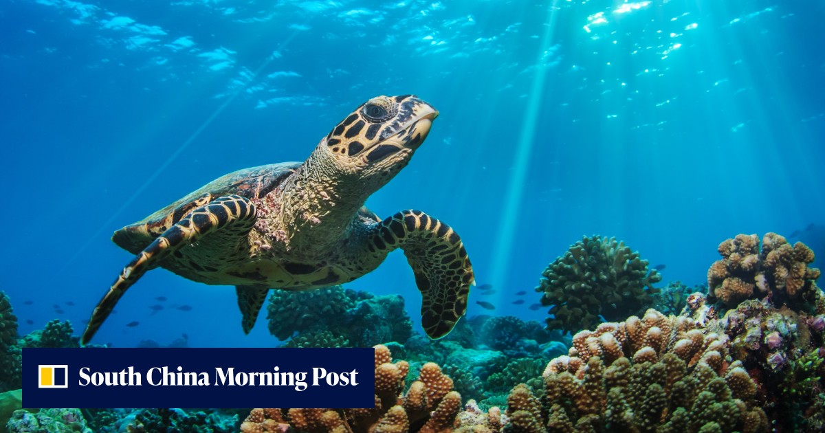 What can the evolution of the turtle's inner ear tell us about hunting ability – and agility? - Vimarsana News
