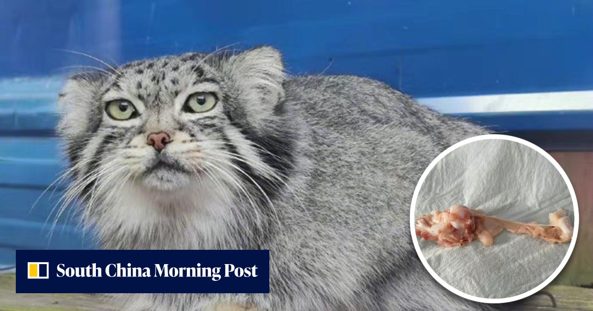 'Fat sacred beast': cute Pallas's cat chokes to death on chicken piece and mourned by millions as Chinese zoo promises probe - Vimarsana News