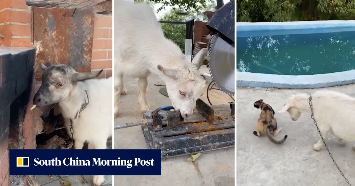 'Naughty but adorable' pet sheep in China that eats everything - screws, nails and clothes - becomes internet sensation - Vimarsana News