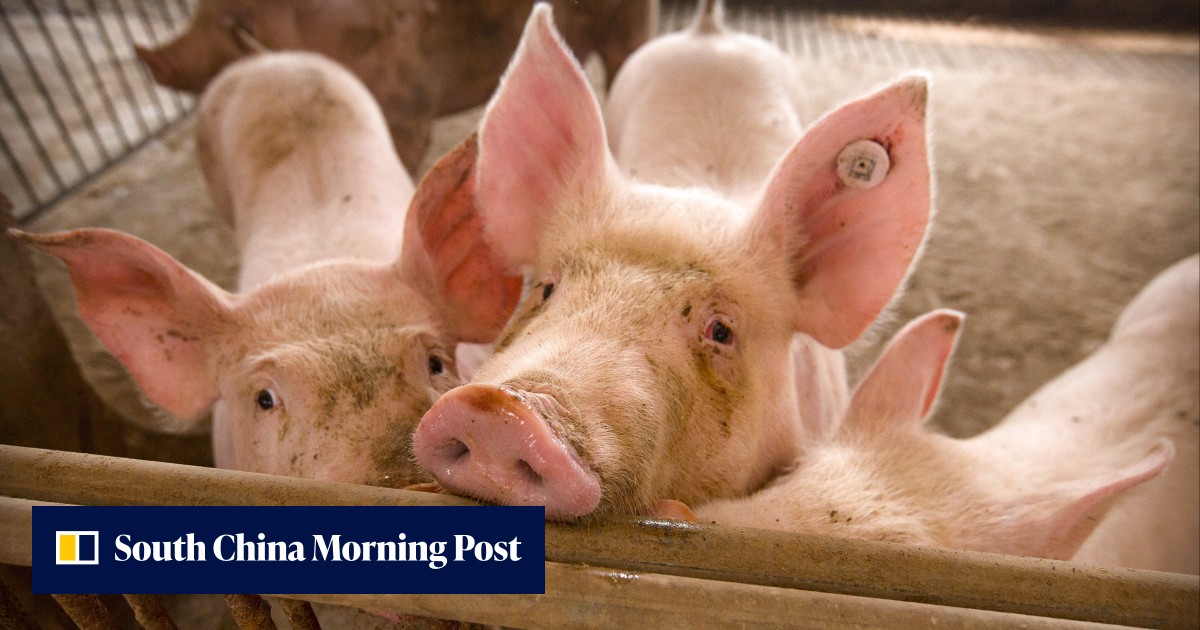 Chinese scientists create gene-edited pigs with immunity to Aids-like virus - Vimarsana News