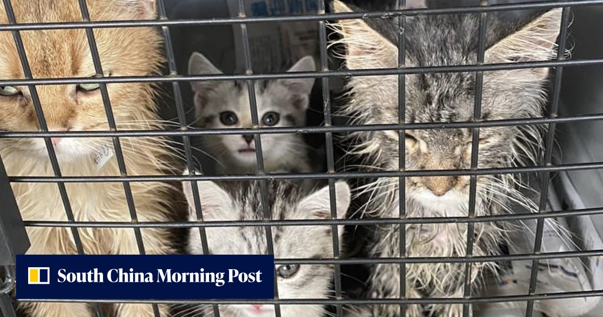 Hong Kong police, customs officers rescue 75 kittens and puppies from being smuggled to mainland China - Vimarsana News