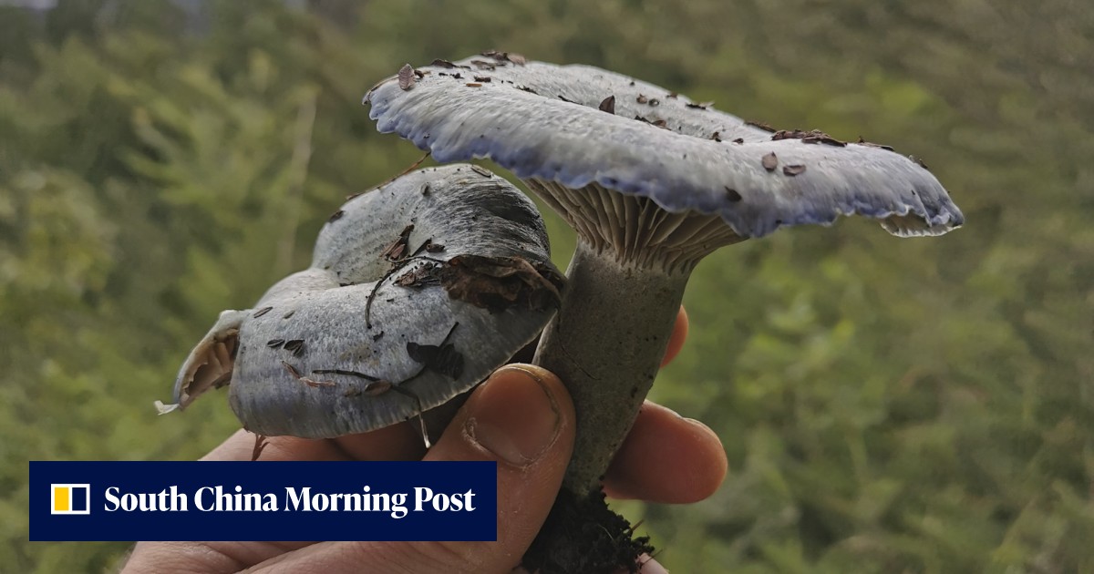 5 must-try mushrooms full of health benefits from China that you probably haven't heard of - Vimarsana News
