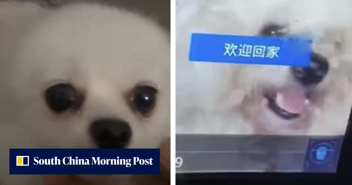 Heartwarming tales of man's best friend: dog finds way home after 6 years, canine's face scanned to open gate, puppy wrapped in plastic bag rescued - Vimarsana News