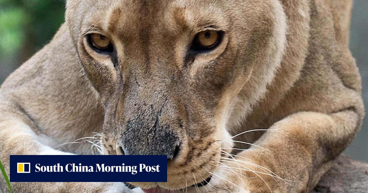 5 lions escape enclosure at Australian zoo, sparking emergency lockdown - Vimarsana News