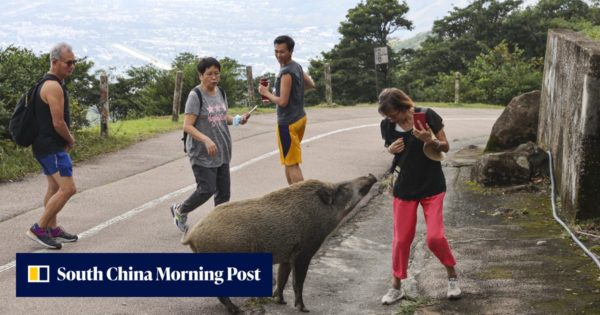 Hong Kong to introduce citywide ban on feeding wild animals in move aimed at tackling boar problem - Vimarsana News
