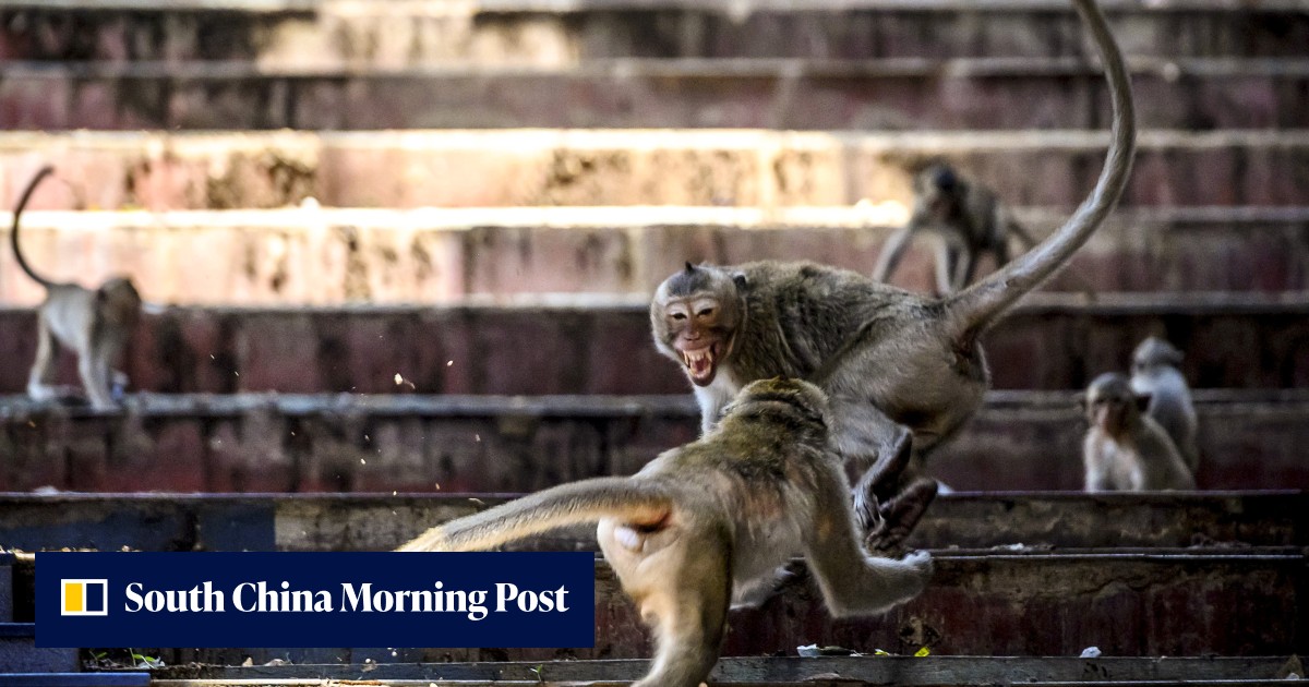 Cambodia wildlife official faces 145 years in jail for smuggling long-tailed macaques to US - Vimarsana News