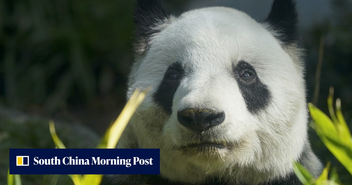 Down to its last panda, Mexico wonders what could come next | South China Morning Post - Vimarsana News